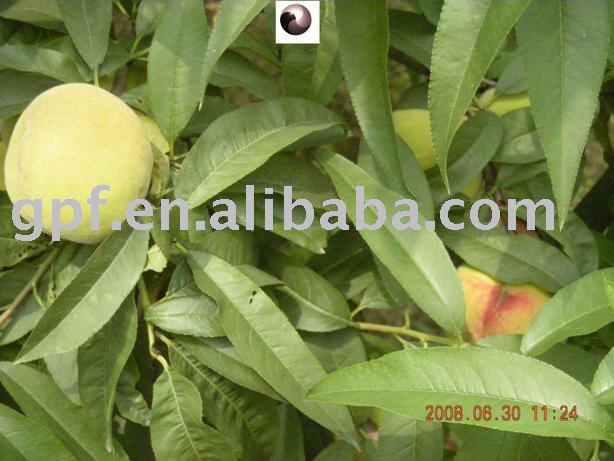 peach juice concentrate