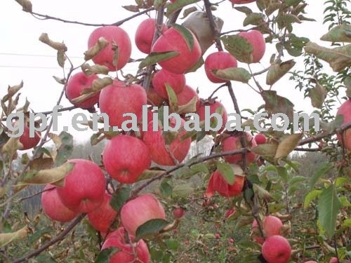 Cloud Apple juice concentrate