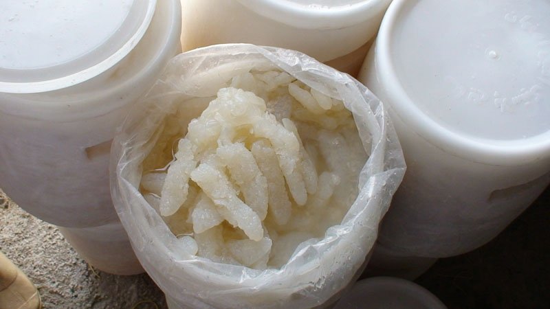 Salted Jelly Fish