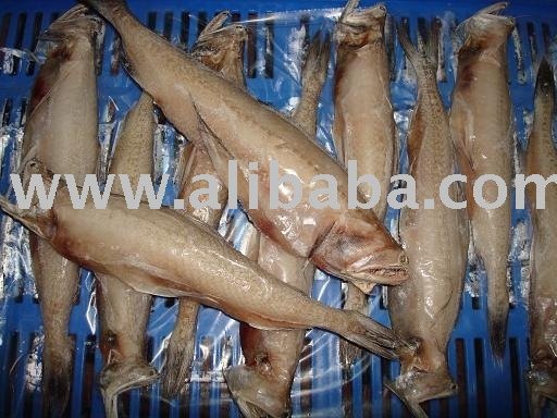 Bombayduck Fish