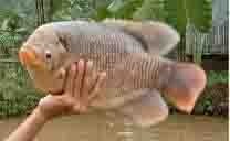Gourami