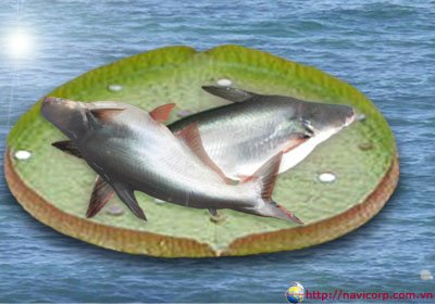 Whole Pangasius
