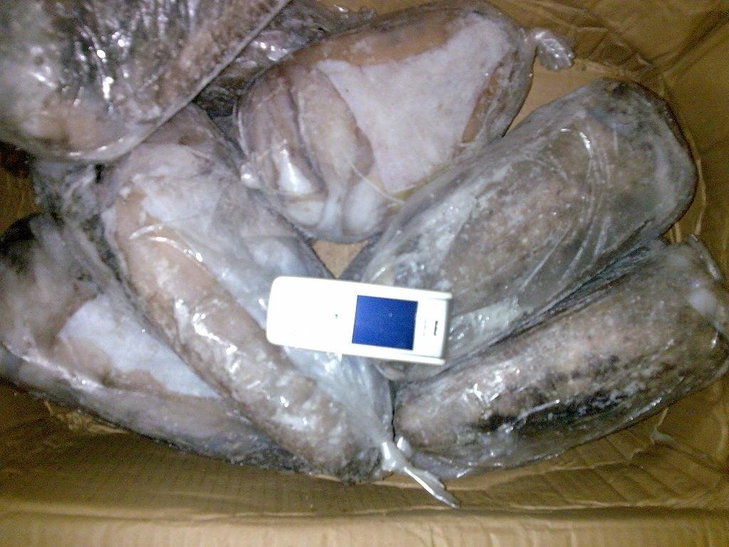 Cuttle fish whole round