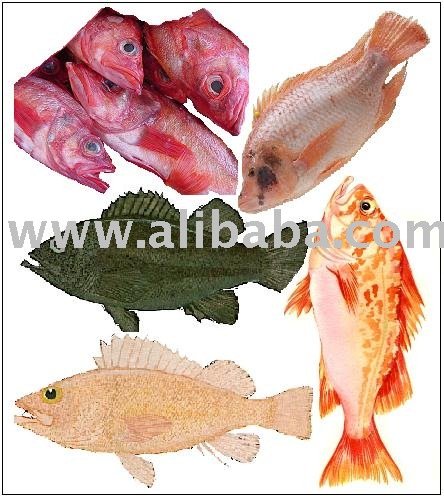 Rock Fish (Sebastes family)
