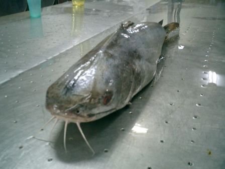 Sell Cat Fish,Pakistan price supplier - 21food