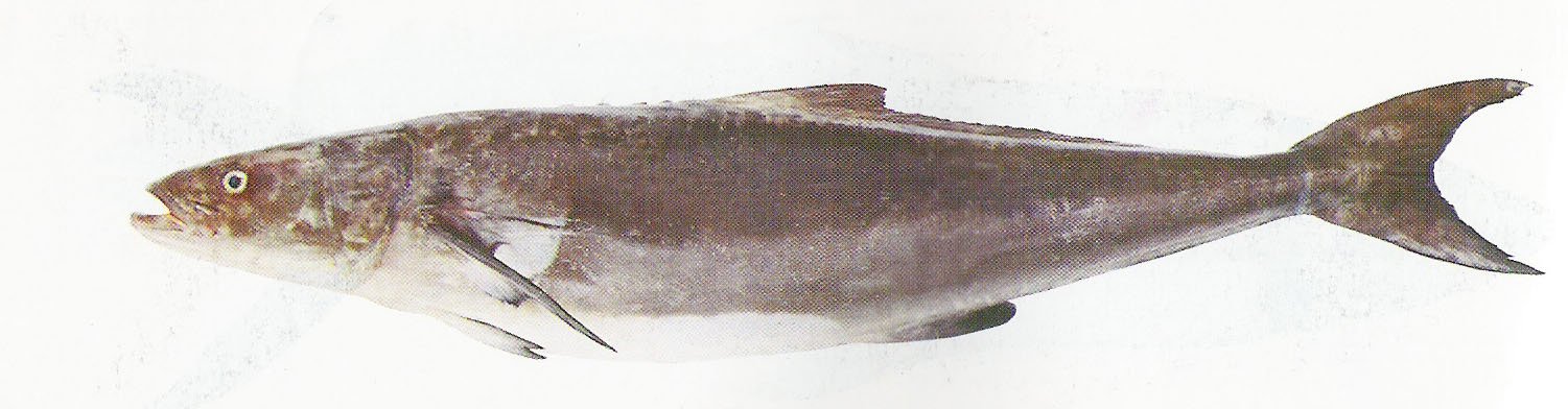 Black King Fish