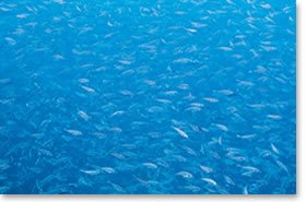 Juvenile Fish