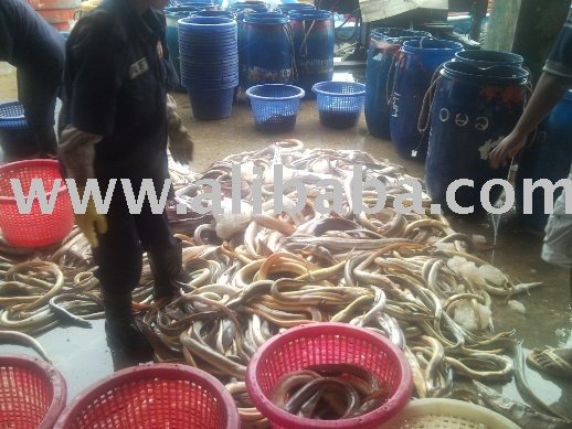 Conger Eel