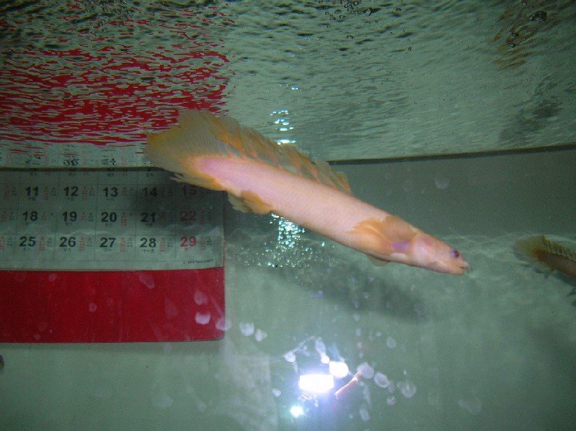 Long  Fin   Fish 