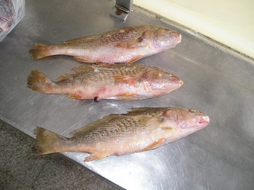 Croaker Micropogonias Opercularis