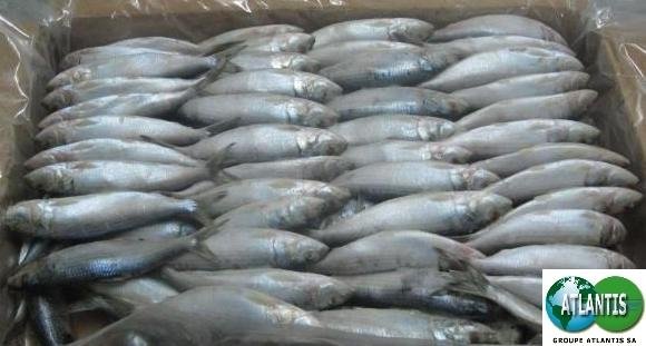 Sardinella (frozen)