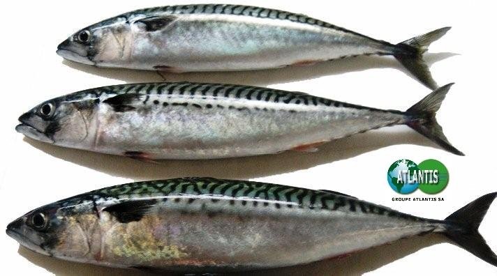 Mackerel (frozen)