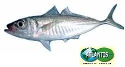 Frozen horse mackerel