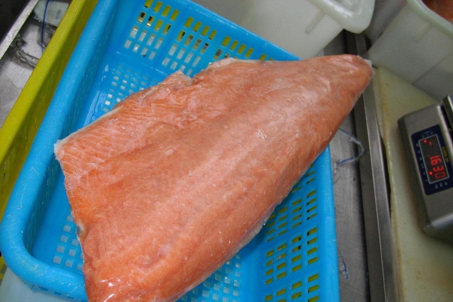  Frozen   Chum   Salmon   Fillet s