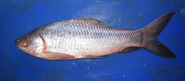 Fish