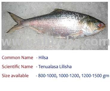 Hilsa Fish Myanmar Blue Wave Price Supplier 21food