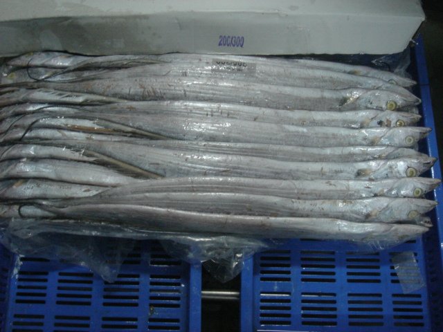 Ribbon Fish