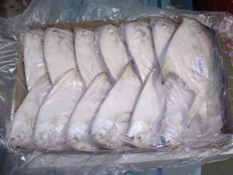 pomfert fish / white