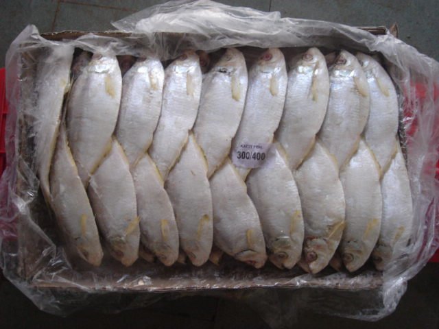Katty Fish