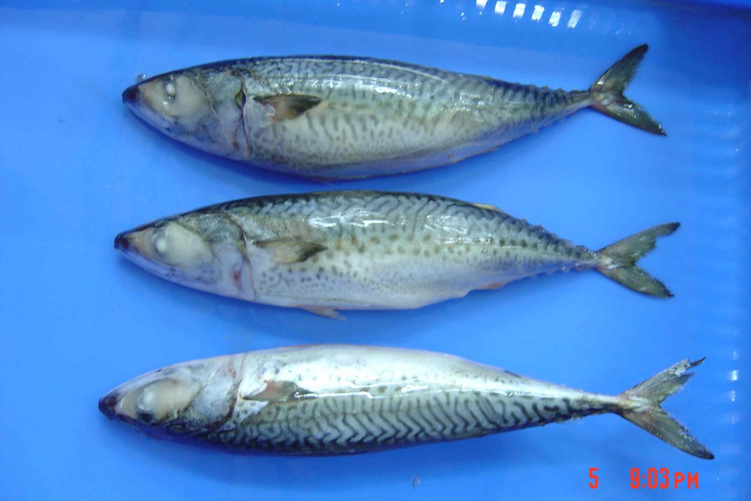 Chub mackerel,Yemen Tamimi Fisheries Co. price supplier - 21food