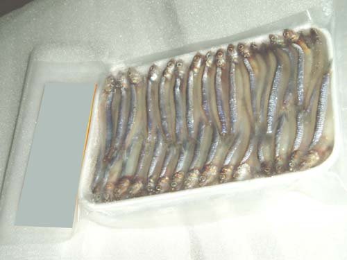 FROZEN ANCHOVY
