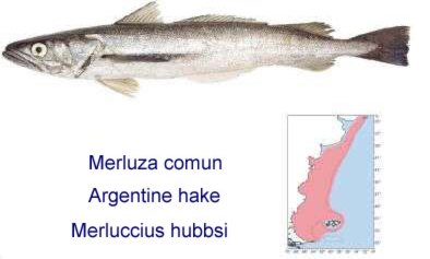 Merluza Hake Whiting Products Argentina Merluza Hake Whiting Supplier