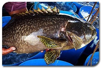 Giant Grouper