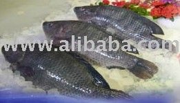 IMPEXbdi-Tilapia Fish