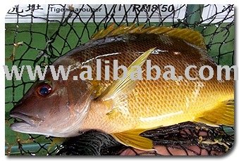 Spotted Snapper