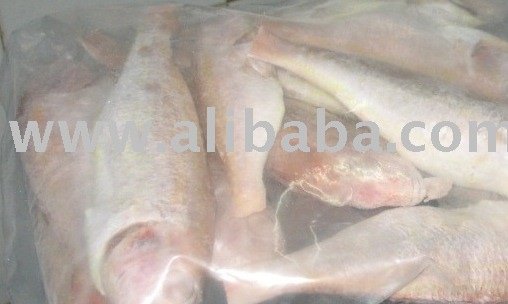 IMPEXbdi-Red Beer Fish