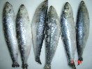 Portuguese  Sardine  ( frozen )
