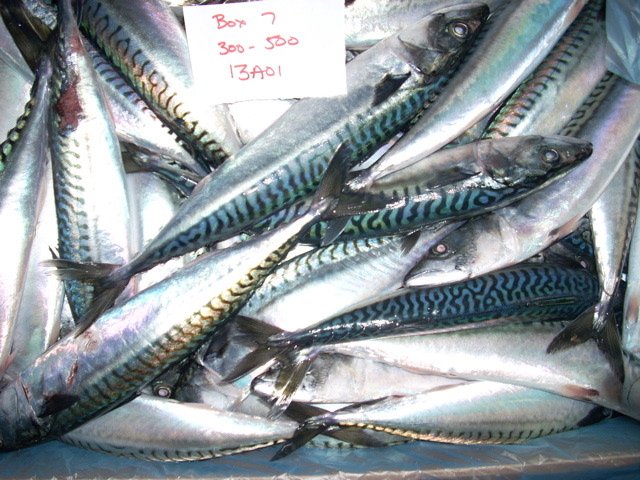 Atlantic Mackerel