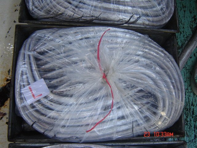 Ribbonfish