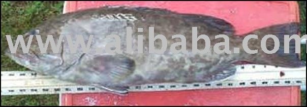 Black Grouper