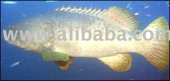 Yellowfin Grouper