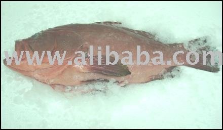 Red Grouper
