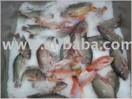  Red  and  Black   Tilapia 