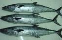 Fresh  Chilled   Fish es