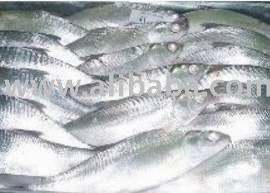Milk Fish