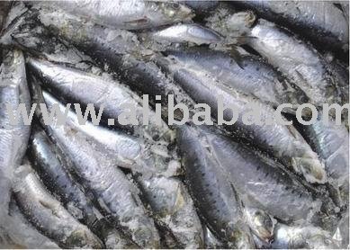 Sardine