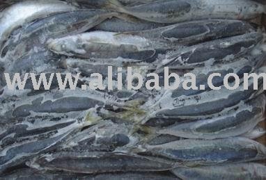 Blue  Mackerel   scad 