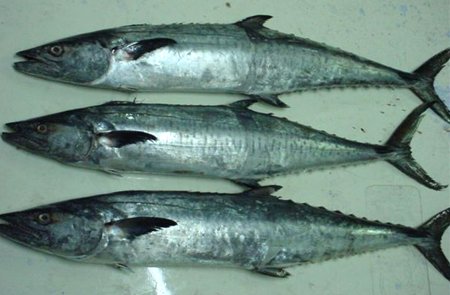  Chilled   Fish 