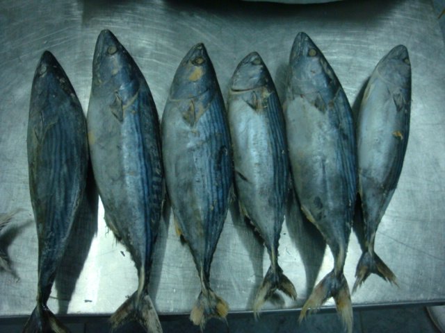 little tuny tuna (bonito)