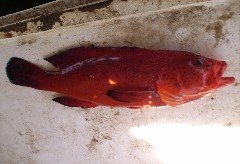RED GROUPER