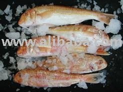 FROZEN RED MULLET