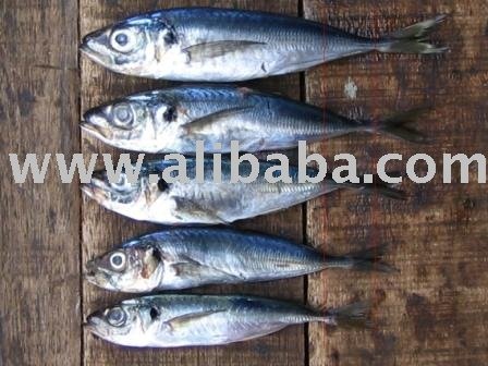 AFRICAN HORSE MACKERELS (AFRICAN SCAD)