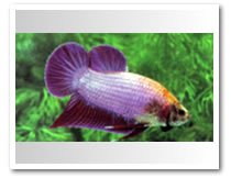  Betta   Fish  (Pla Kat)