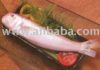 Horse Head Fish