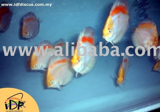 Rainbow Panda 02 Discus Fish