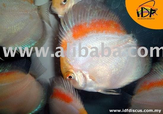 Rainbow Panda 01 Discus Fish